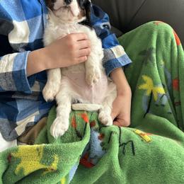 Cavalier King Charles Spaniel Puppies from Cavy Love