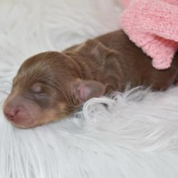 Choc and cream girl 2 - Chocolate and cream female Dachshund puppy in Seminary, Mississippi from Down South Mavericks Dachshunds