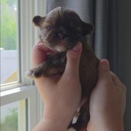 Grinch - Liver male Shih Tzu puppy in Jenks, Oklahoma from Northstar Shih Tzu