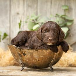 Fudge - Brown male Cockapoo puppy in Seattle, Washington from Sweet Home Doodles