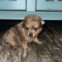 Pomeranians from Sparkle Poms