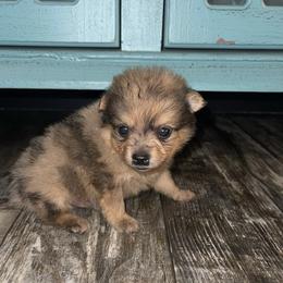 Pomeranians from Sparkle Poms