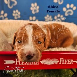 Shira - Red  female Goldendoodle puppy in Peyton, Colorado from Grace N Faith Doodles
