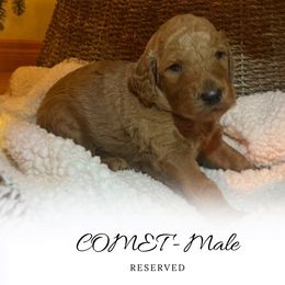 Comet - Apricot male Goldendoodle puppy in Augusta, Maine from Bridgewood Doodle Farm LLC.