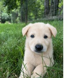 Fred - White male German Shepherd puppy in Yuba City, California from Barton’s German Shepherds