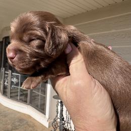 Moose - Chocolate male Dachshund puppy in Bentonville, Arkansas from T & D Dachshunds by design