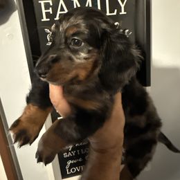 1 - Dapple male Dachshund puppy in South Haven, Kansas from Keen's Dachshunds