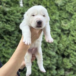 Casper - White male Central Asian Shepherd Dog puppy in Island City, Oregon from Alabaivalley
