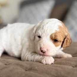 Patches - Blenheim female Cavapoo puppy in Kennewick, Washington from The Little Park Farm