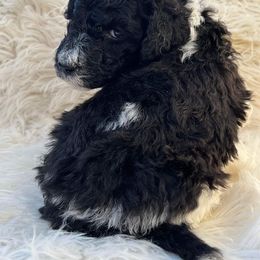 Goldendoodle and Poodle Puppies from Elizabeth Rocha's Doodles