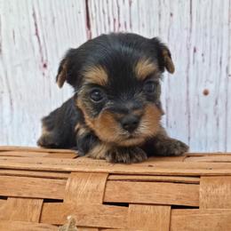 Harley - Blue and gold male Yorkshire Terrier puppy in Monticello, Iowa from Ashley’s Puppies