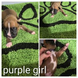 Purple collar girl - Fawn female Boxer puppy in Thonotosassa, Florida from Seufzer's Boxers