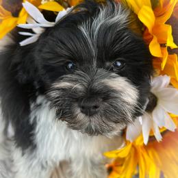 Miniature Schnauzer and Poodle Puppies from Crystal Rose Canines