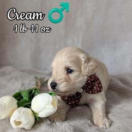 Bran - Cream male Goldendoodle puppy in Rockledge, Florida from Bellady's Shihpoos