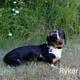 Ryker