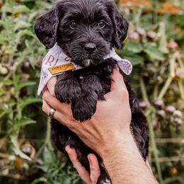 Light pink girl - Black female Goldendoodle puppy in Damascus, Oregon from Emma Doodles
