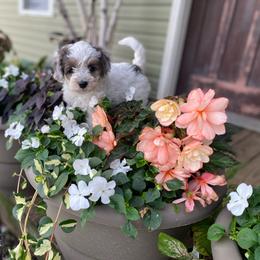Calendula - Parti female Goldendoodle puppy in Eaton, Ohio from Dezi’s Sonshine Doodles