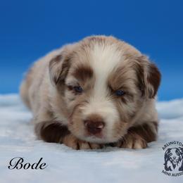 Bode - Red merle male Miniature Australian Shepherd puppy in Weeki Wachee, Florida from Arlington's Mini Aussies