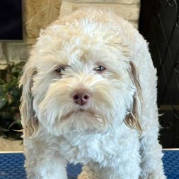 Reba - Aussiedoodle