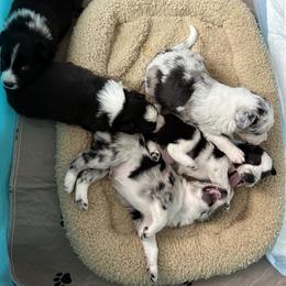 Border Collie Puppies from Roaring River Border Collies