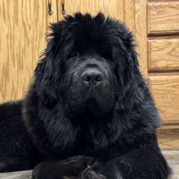Evee - Newfoundland