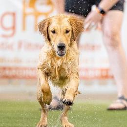 Cruz - Golden Retriever
