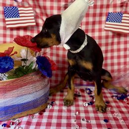Dahlia (5000) - Black and rust female Doberman Pinscher puppy in Aredale, Iowa from Royal Dynasty Dobermann Kennel