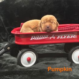 Pumpkin - Yellow female Labrador Retriever puppy in Tigard, Oregon from Morrison Labrador Retreivers