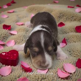 Panda - Chocolate and cream male Dachshund puppy in Oklahoma City, Oklahoma from OkieDoxieland Dachshunds