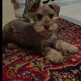 Mowgli - Liver male Miniature Schnauzer puppy in Panama City, Florida from Emerald Coast Schnauzers