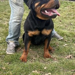 Rottweiler and Shetland Sheepdog Puppies from Mountain High Kennels