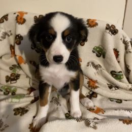 Miniature American Shepherd Puppies from Harbor View Mini American Shepherds