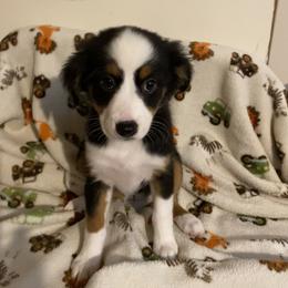 Miniature American Shepherd Puppies from Harbor View Mini American Shepherds