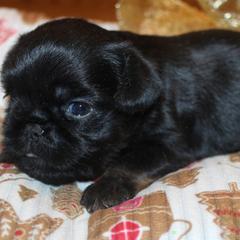 Ariel - Black and tan female Brussels Griffon puppy in Huntsville, Alabama from Tammy's Brussels