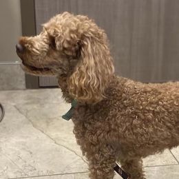 Goldendoodles from Kapolei Doodles