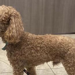 Goldendoodles from Kapolei Doodles