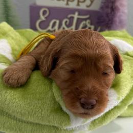Bo Peep - Red  female Goldendoodle puppy in Moreno Valley, California from Rainbow SoCal Doodles