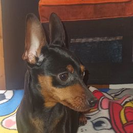Raven - Miniature Pinscher