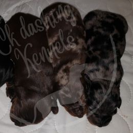 Dachshund Puppies from Ck Dashing Kennels