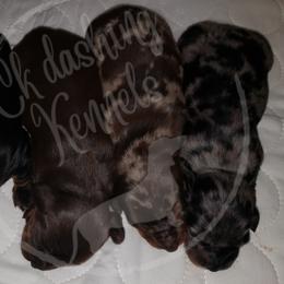 Dachshund Puppies from Ck Dashing Kennels