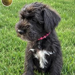 Casey - Black female Miniature Schnauzer puppy in Frankford, Delaware from Miniature Schnauzers of Delmarva