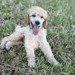Gareth - Apricot male Poodle puppy in La Belle, Florida from Shieldwall Kennels