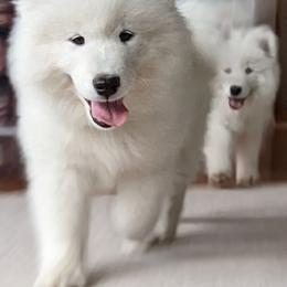 Samoyed Puppies from Carriage Court Kennels