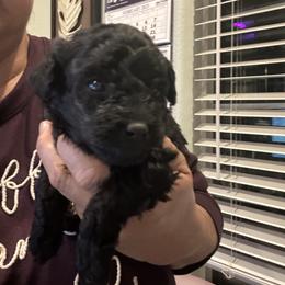 Sir Barney - Black male Maltipoo puppy in Southern,, California from Maltipoo Tiny Pups & More