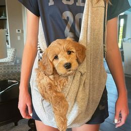 Australian Labradoodle Puppies from Berrybrook Doodles