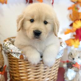 Mr Green - Golden male Golden Retriever puppy in Overton, Nevada from Sinfully Sweet Kennel