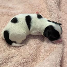Spooky - White and black female Papillon puppy in Joshua, Texas from Summertime Kennels