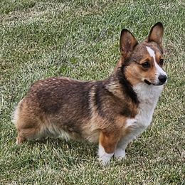 Annie - Sable female Pembroke Welsh Corgi puppy in Soldiers Grove, Wisconsin from AB Ranch