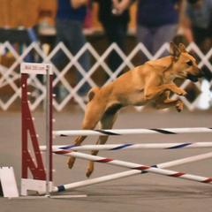 Chinook All Grown Up from Forever Greene Chinooks