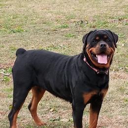 Rottweilers from Katrina McElroy